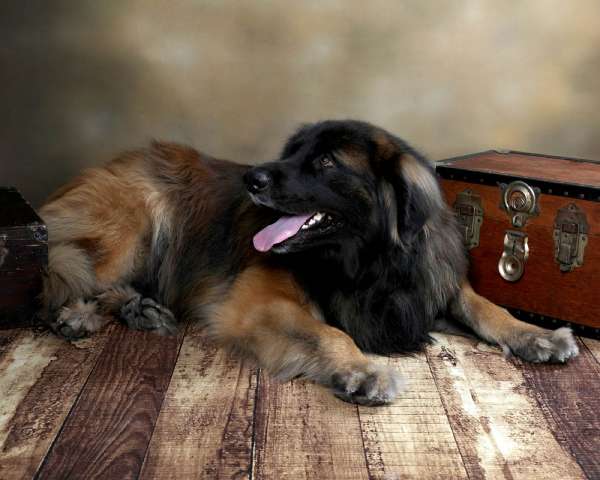 baby services the studio 0002